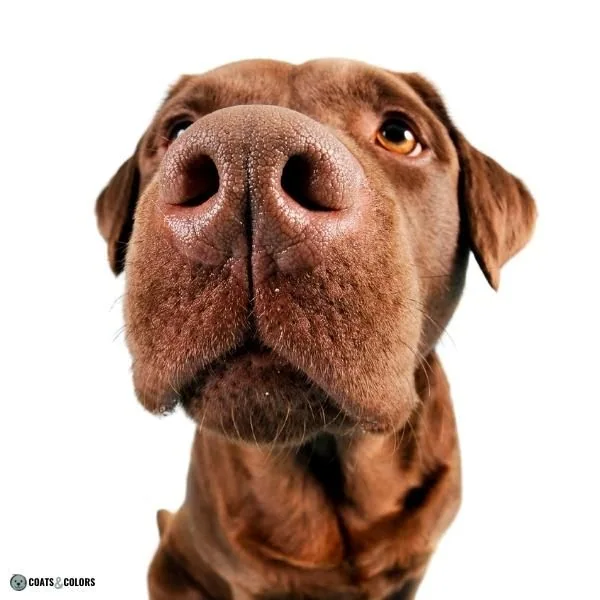 Dog Nose Colors brown Labrador