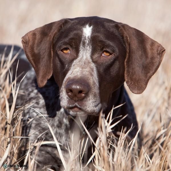 Dog Nose Colors brown Pointer