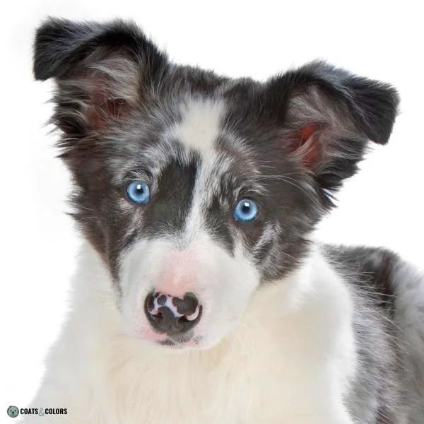 Dog Nose Colors butterfly nose BC puppy