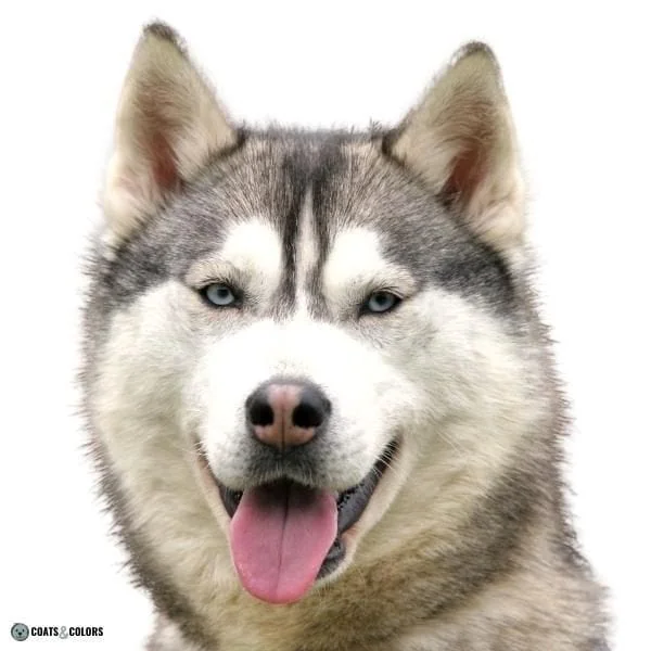 Dog Nose Colors domino stripe Husky