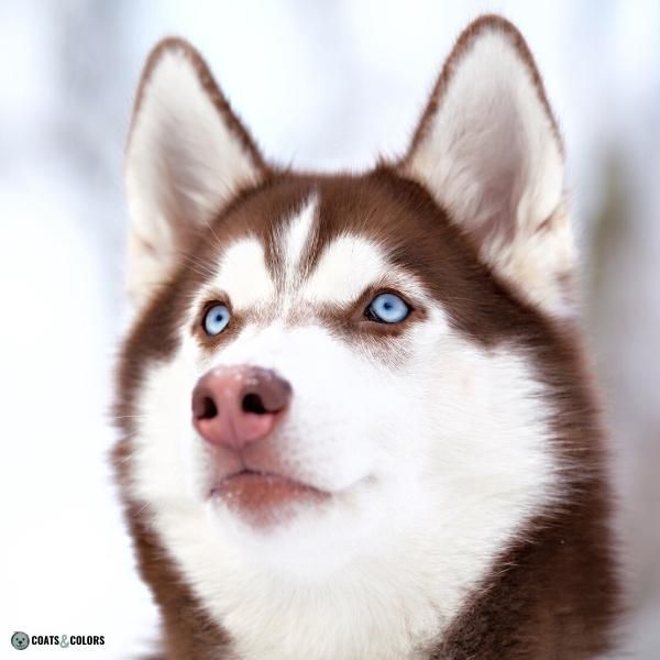 Dog Nose Colors domino stripe red Husky