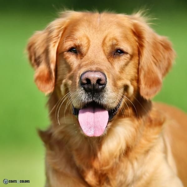 Dog Nose Colors faded black Golden Retriever