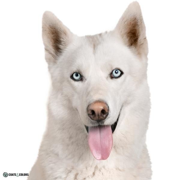 Dog Nose Colors faded black Husky