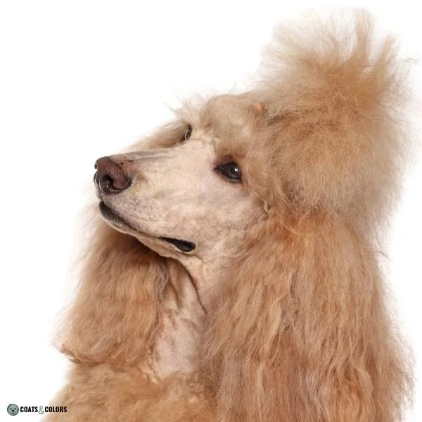 Dog Nose Colors faded black apricot Standard Poodle 1