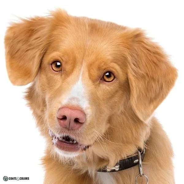 Dog Nose Colors faded brown NSDTR