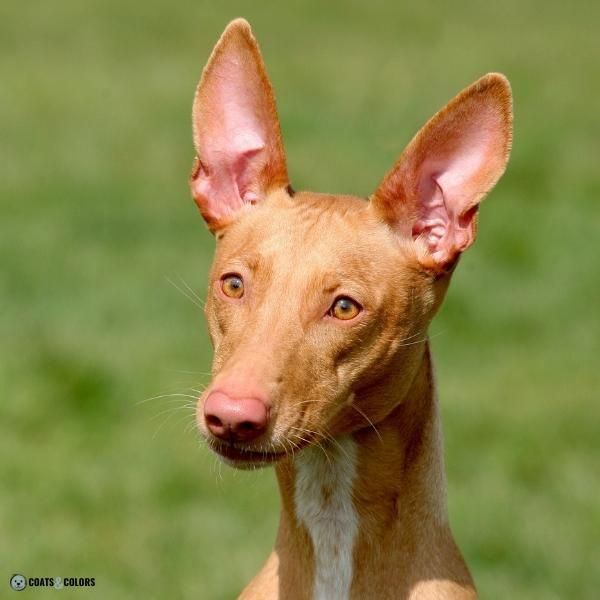 Dog Nose Colors faded brown Pharaoh Hound