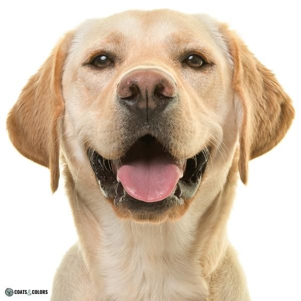 Dog Nose Colors fading black yellow Labrador