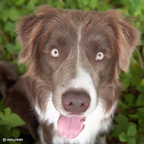 Dog Nose Colors lilac Border Collie