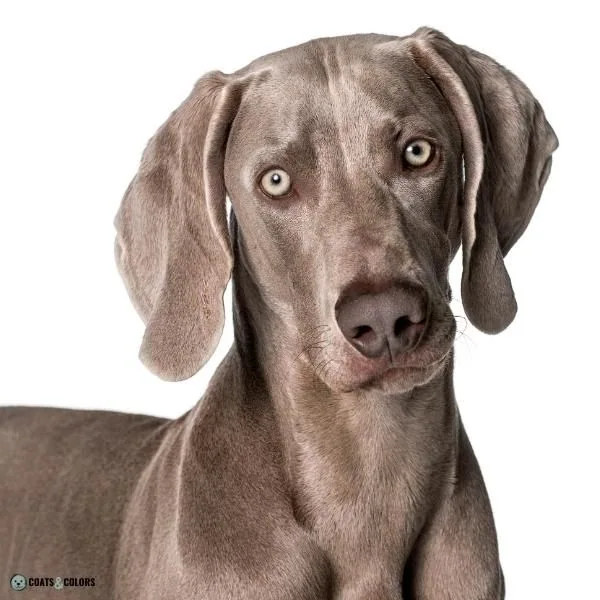 Dog Nose Colors lilac Weimaraner 2