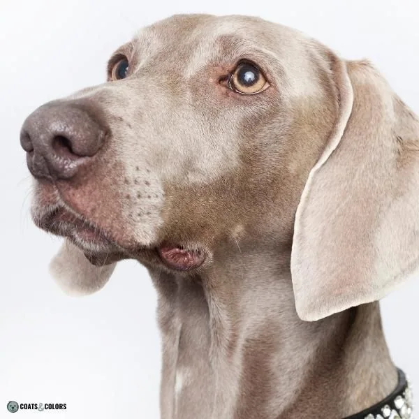 Dog Nose Colors lilac Weimaraner