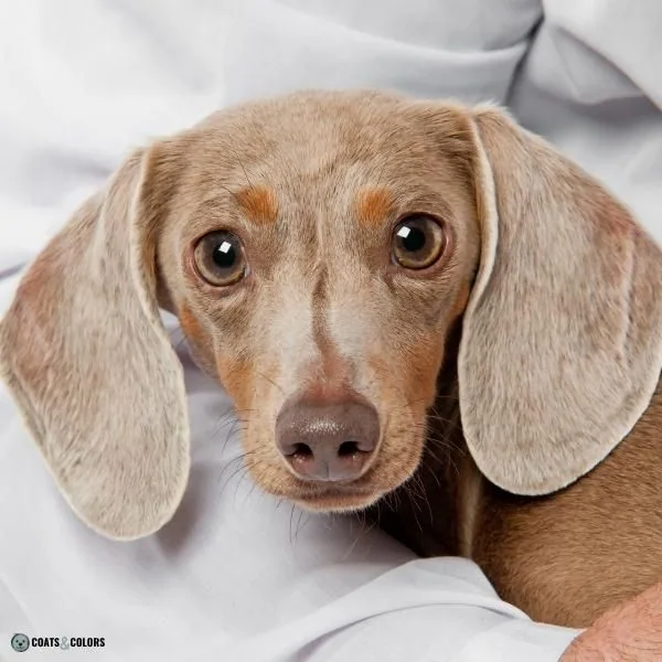 Dog Nose Colors lilac dachshhund