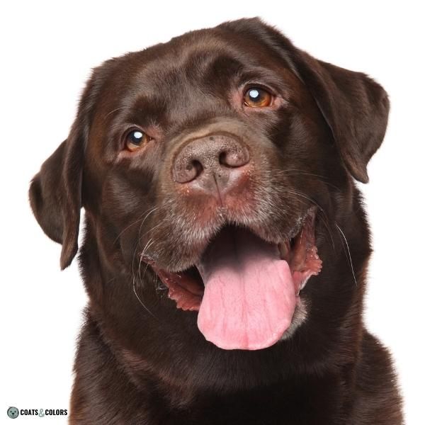 Dog Nose Colors liver Labrador