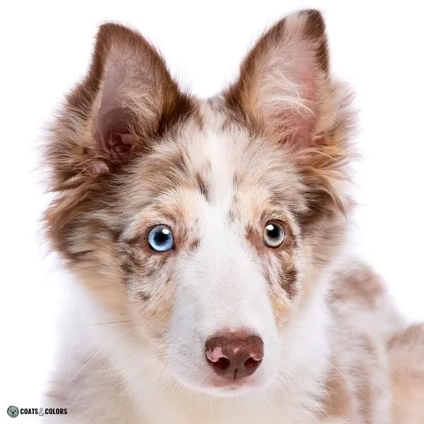 Dog Nose Colors liver merle BC