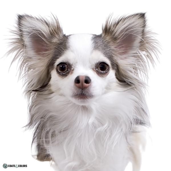 Dog Nose Colors nose stripe Chihuahua