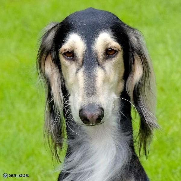 Dog Nose Colors nose stripe saouki