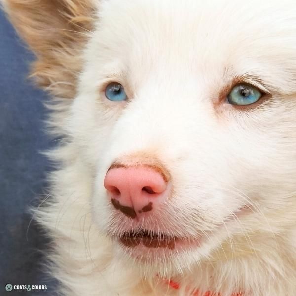 Dog Nose Colors pink nose merle