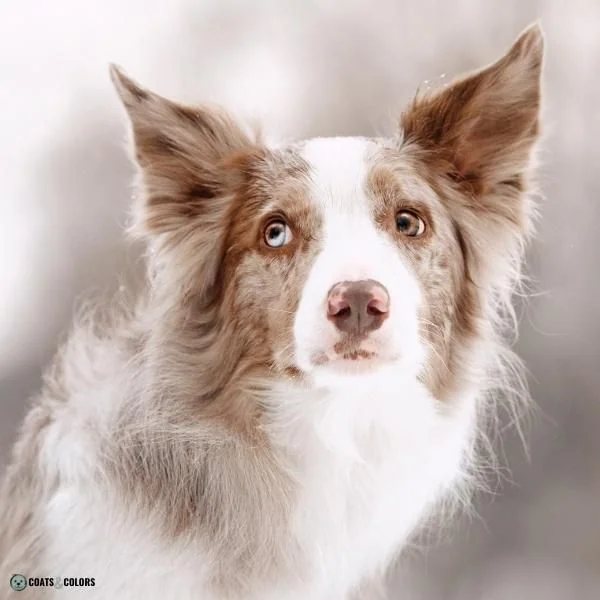 Dog Nose Colors pink patches Merle BC