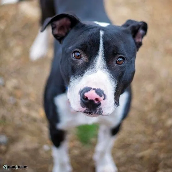 Dog Nose Colors pink patches Pitbull