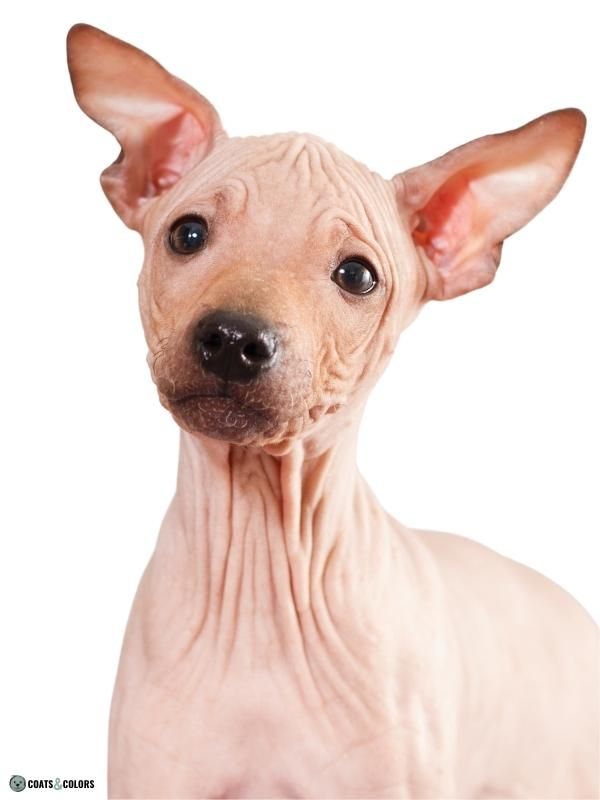 Hairless deals dog puppy