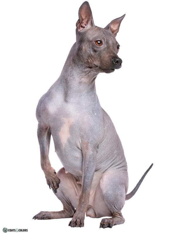 Hairlessness Dog American Hairless Terrier sit