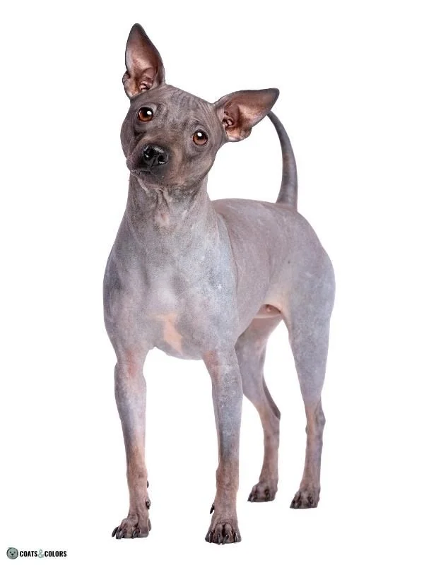 Hairlessness Dog American Hairless Terrier