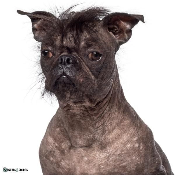 Hairlessness In Dogs | Coats and Colors