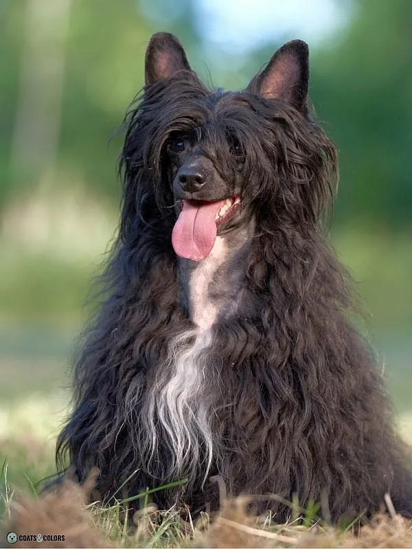 Hairlessness Dog Chinese Crested Dog PowderPuff