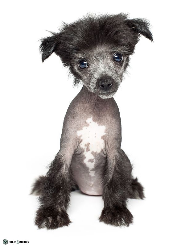 Hairlessness Dog Chinese Crested Dog puppy