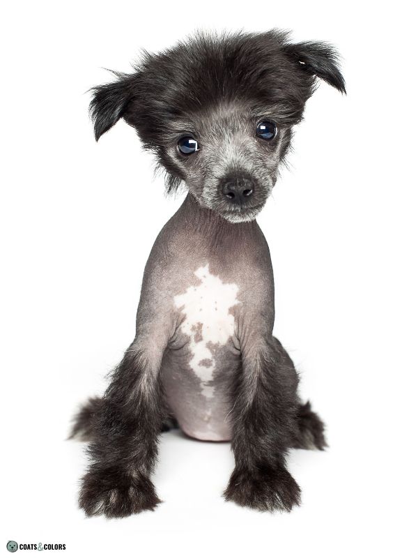 Hairless terrier hot sale puppy