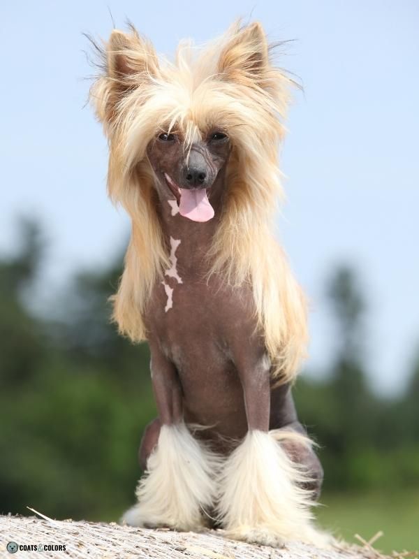 Hairlessness Dog Chinese Crested Dog