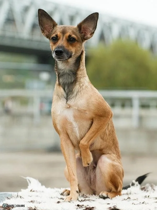 Hairlessness Dog Peruvian Hairless Dog coated