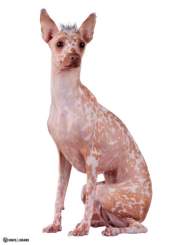 Hairlessness Dog Peruvian Hairless Dog sit