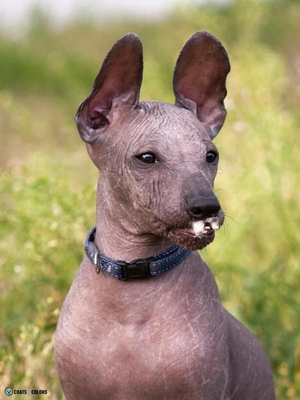 Hairlessness Dog Xolo abnormal teeth