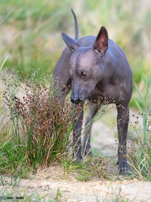 Hairlessness Dog Xolo standing