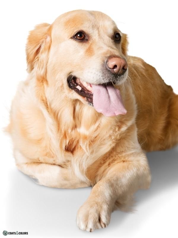 do golden retrievers noses change color? 2