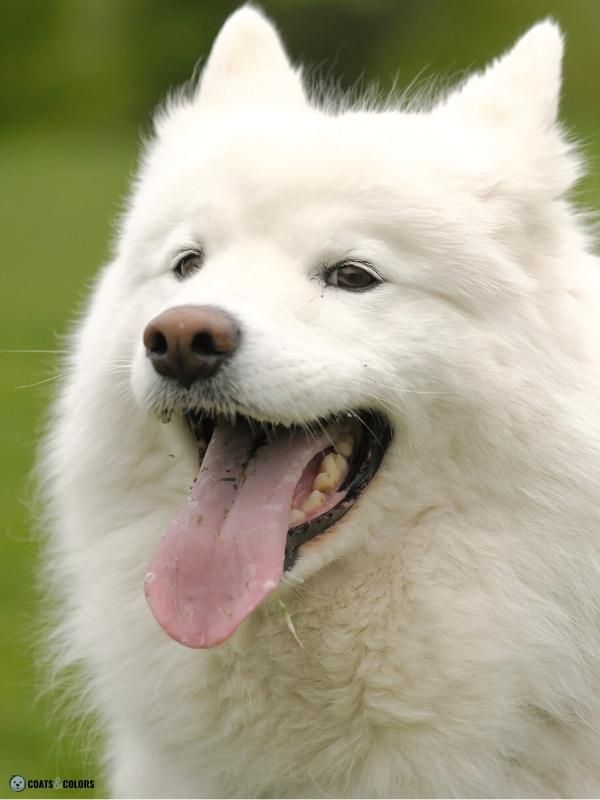 Snow Nose Turning Pink Samoyed