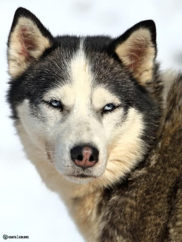 Snow Nose Turning Pink domino