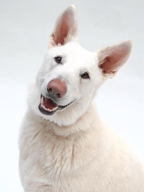 Snow Nose Turning Pink dudley nose White Swiss Shepherd