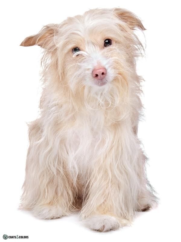 Dog breeds with sales dudley nose