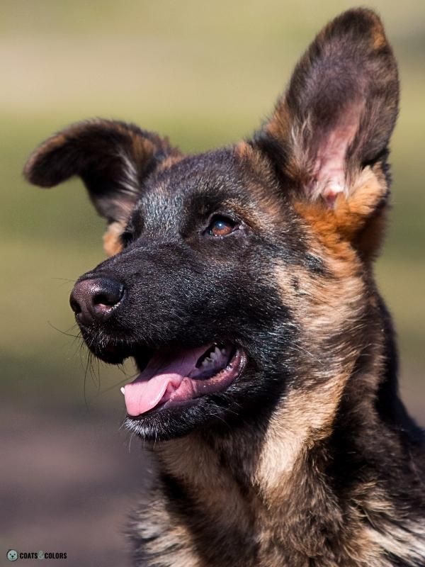 Snow Nose Turning Pink nose pigment GSD puppy