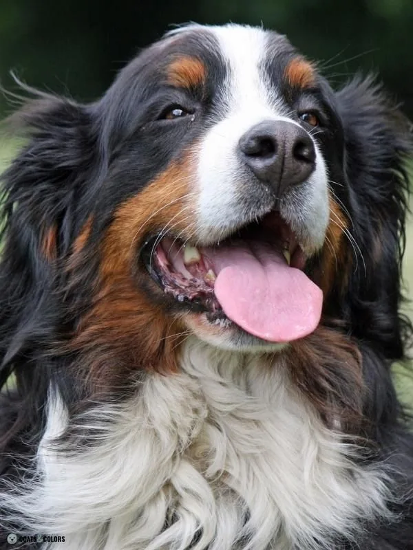 Snow Nose Turning Pink weak nose pigment Bernese Mountain Dog