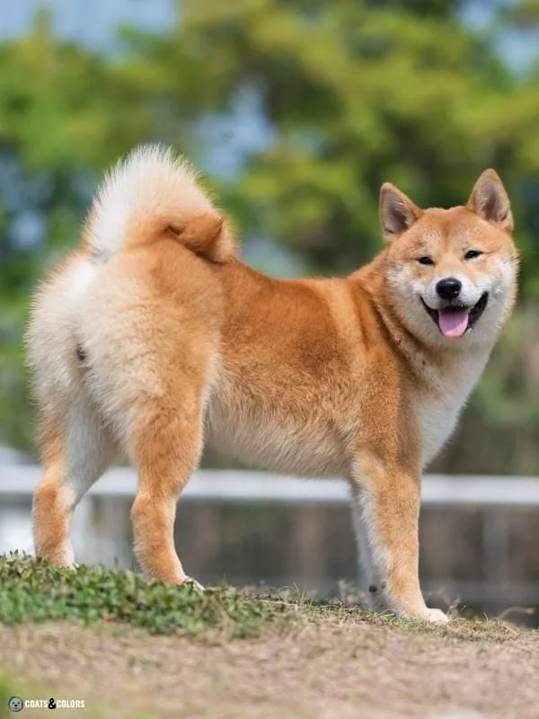 Urajiro Markings Shiba coat markings