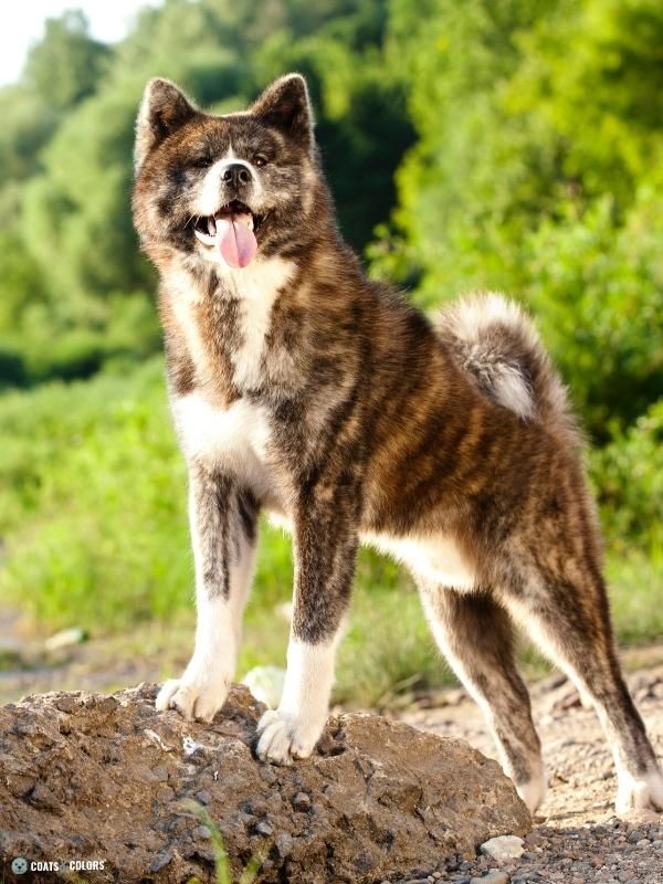 Urajiro Markings brindle AKita Inu