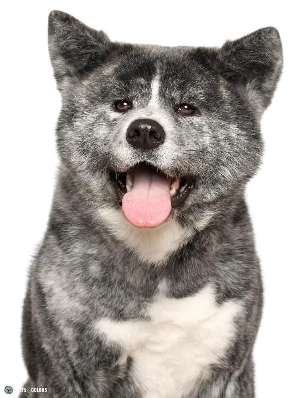 Urajiro Markings brindle AKita