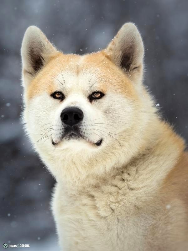 Urajiro Markings red AKita blurred