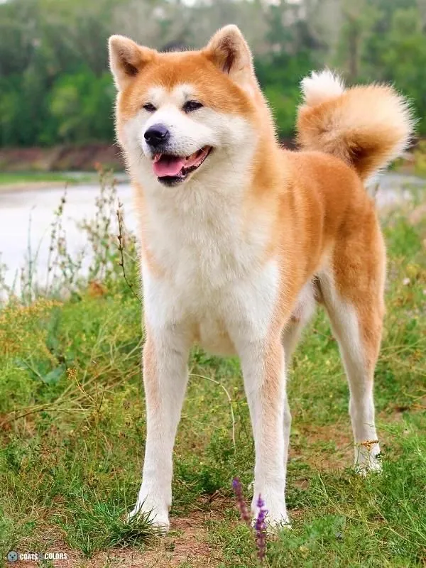 Urajiro Markings red Akita standing