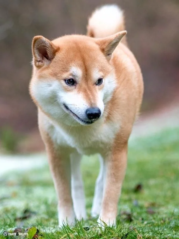Urajiro Markings red Shiba