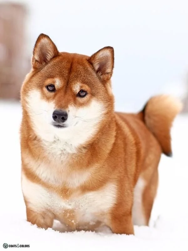 Urajiro Markings sable Shiba