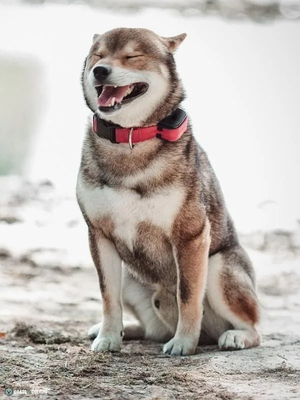 Urajiro Markings sesame Shiba inu 2