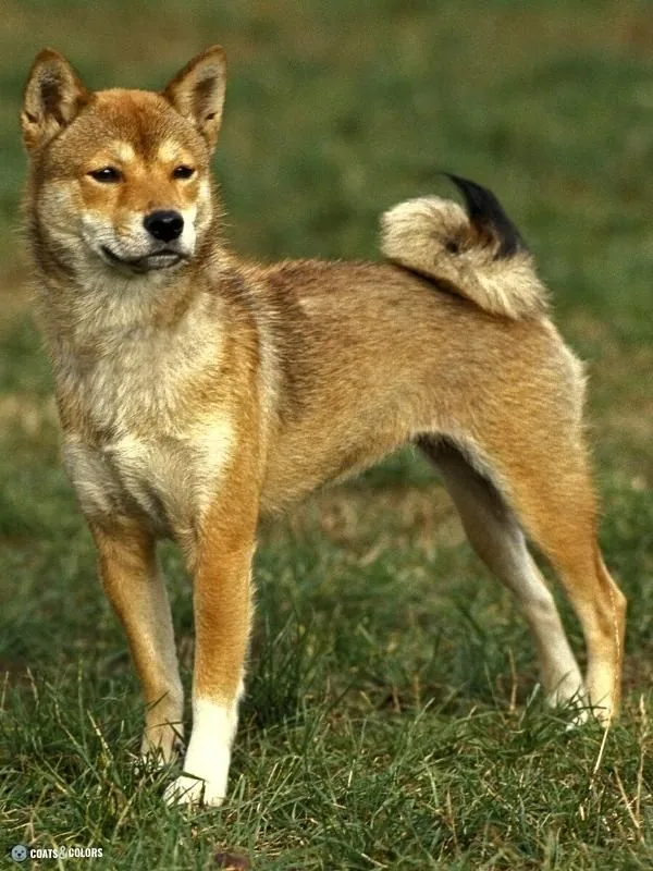 Urajiro Markings sesame Shiba